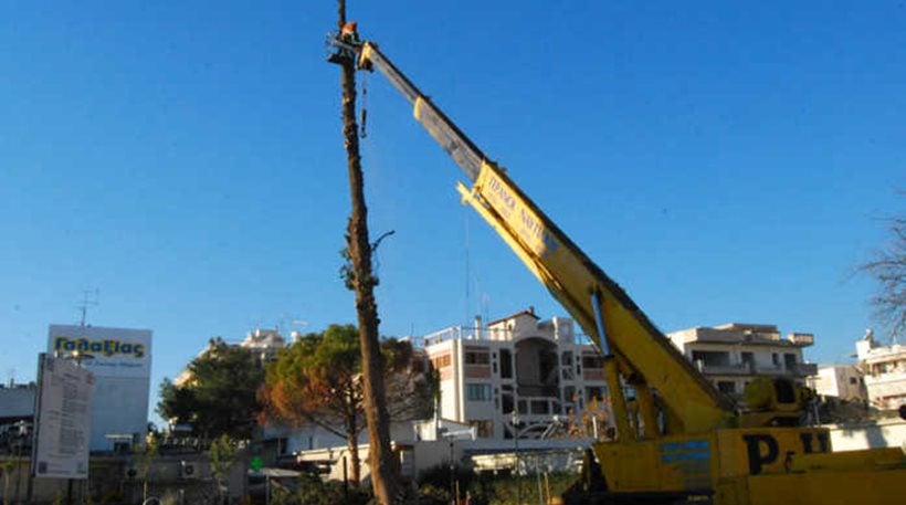 Έκοψαν το ιστορικό κυπαρίσσι του Καλλέργη από την πλατεία του Άργους!